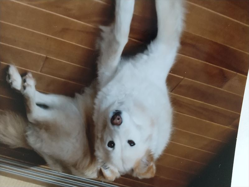 くつろぐもえ