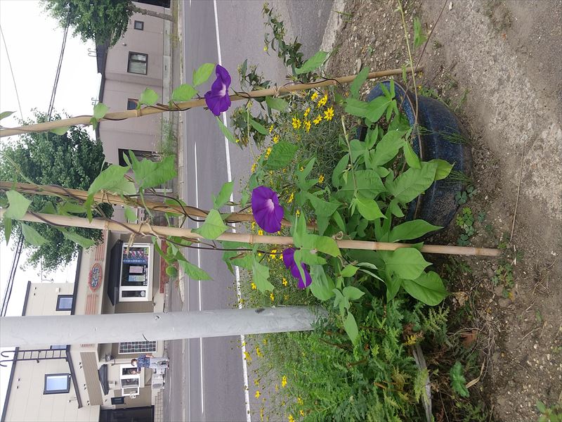アサガオ 花3つ