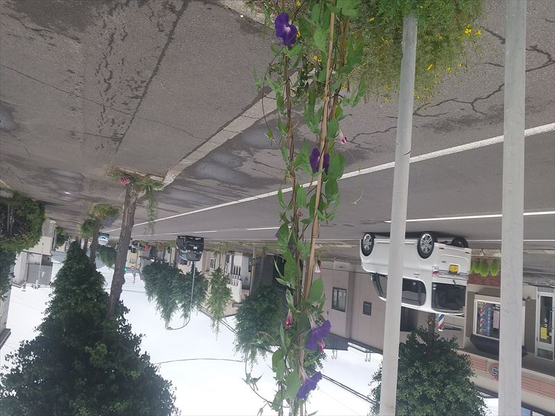 アサガオ 8個花