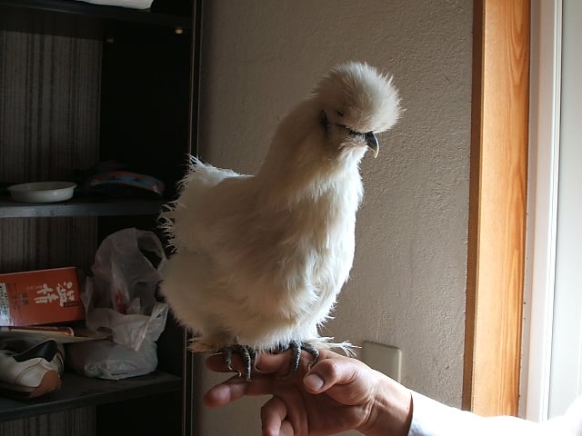 ウコッケー 手