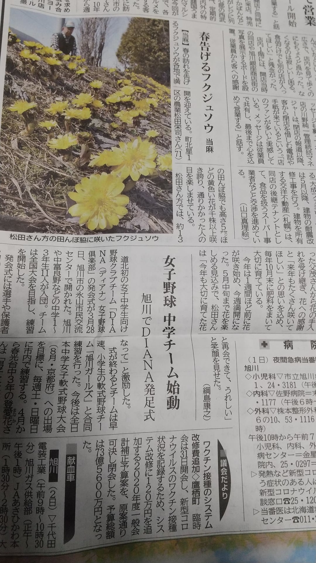 フクジュソウ