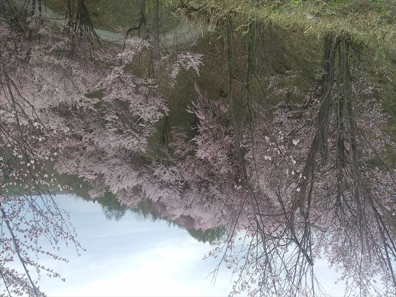 上富良野 桜1