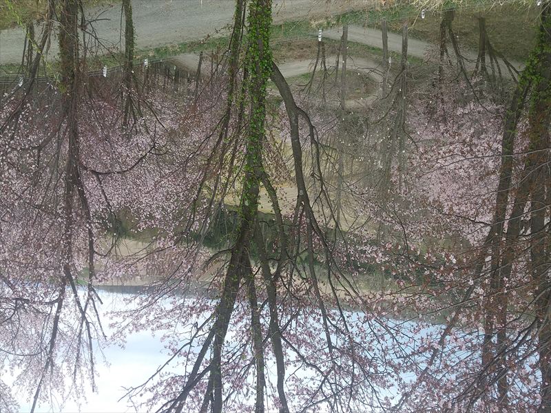 上富良野 桜2