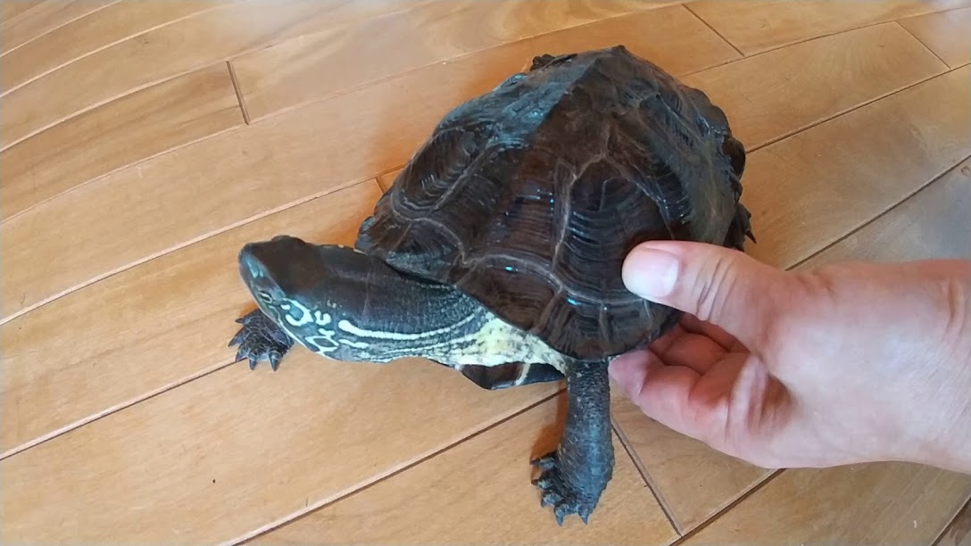 亀 手