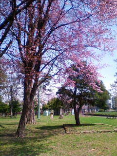 常盤の桜