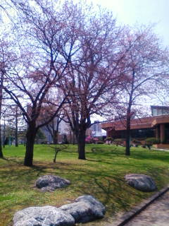 常盤の桜 3