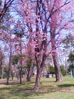 常盤公園