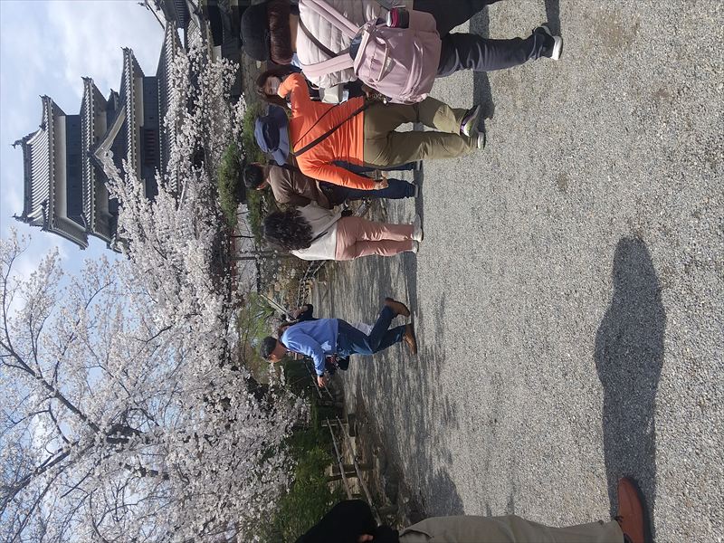 松本城と桜