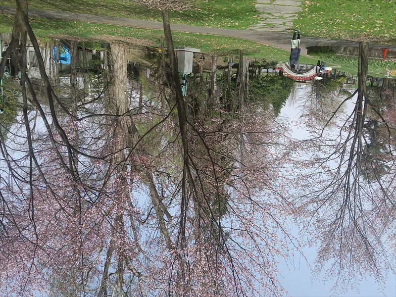 桜 常磐公園