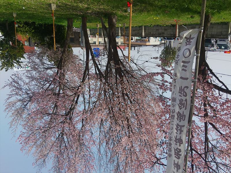 桜 神居神社
