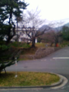 付近の桜