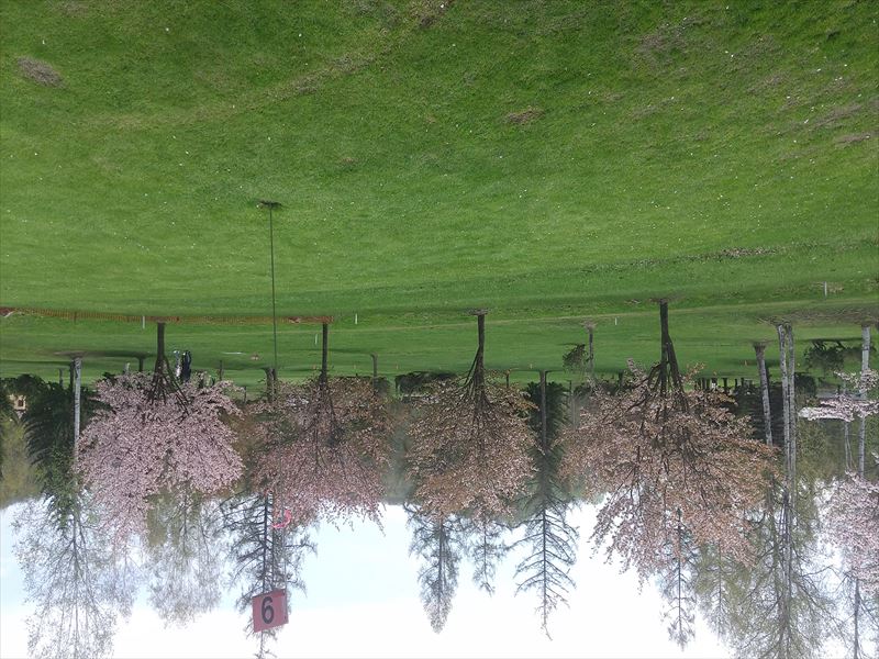 比布 桜2