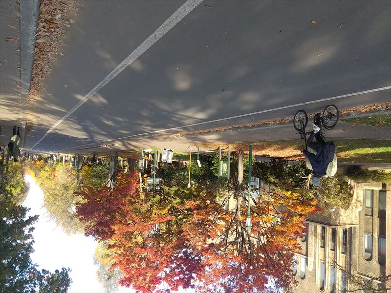 紅葉の理学部