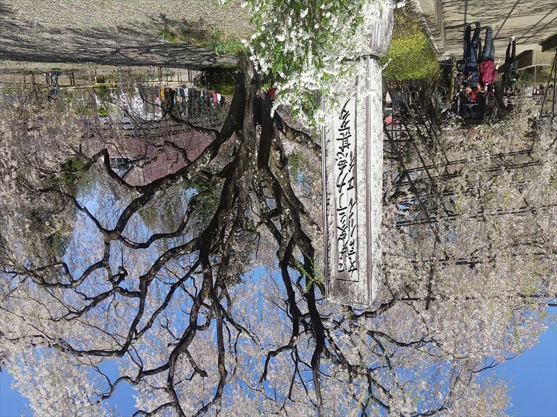 神代桜 入口