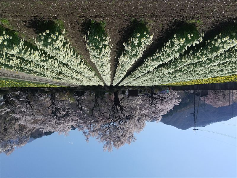 神代桜と花畑