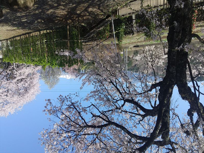 樹齢2,000年の桜と山