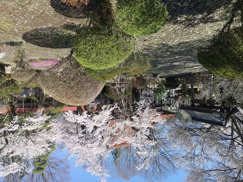 天神桜と庭