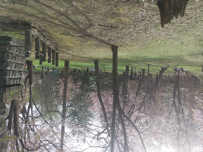神楽岡 桜