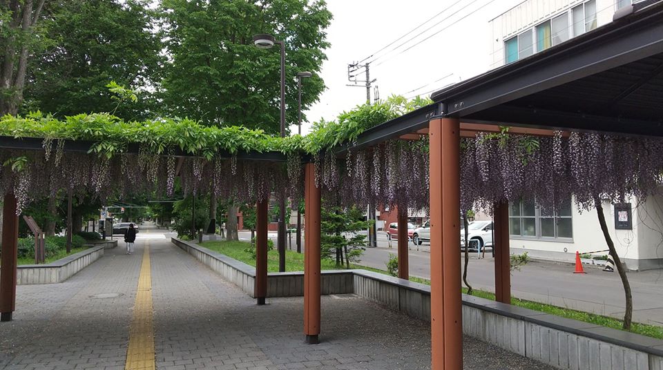 藤 緑道