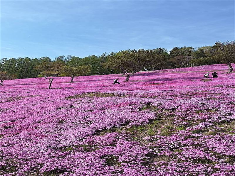 芝桜 真ん中 私