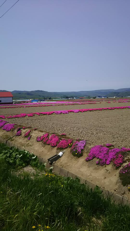 芝桜1