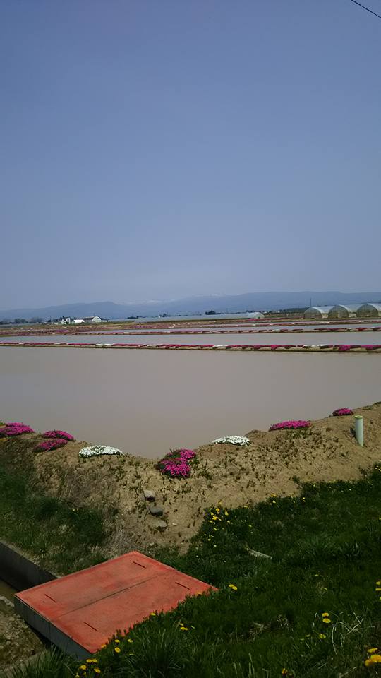 芝桜 4