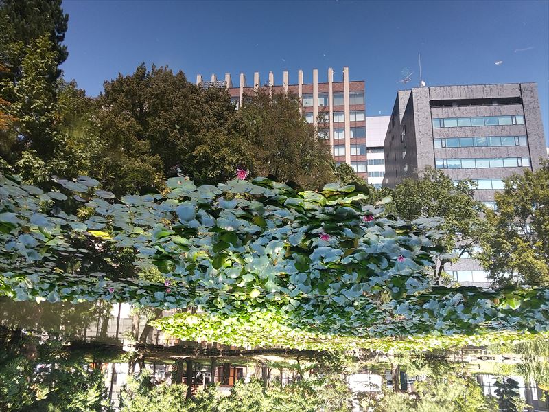 道庁 池