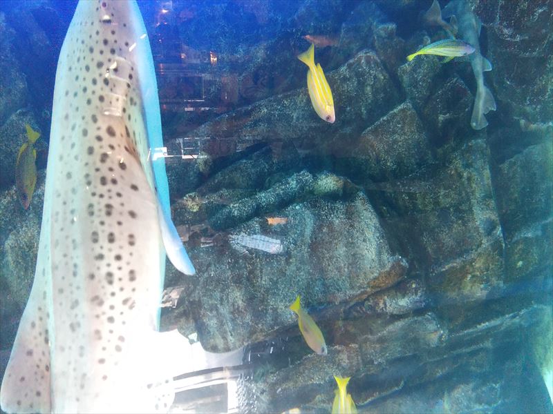 せんのすけ 水族館