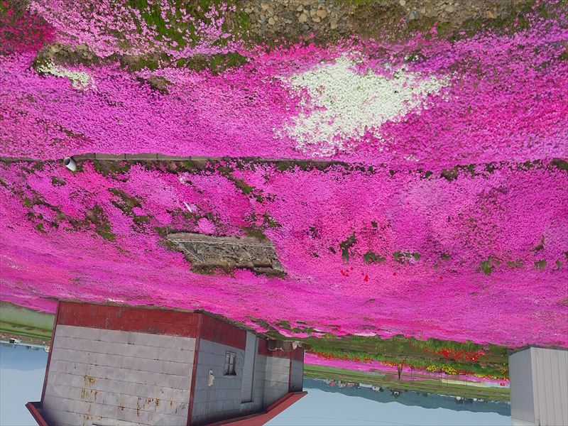 29日 芝桜 じゅうたん