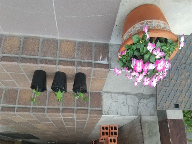 比布神社 朝顔