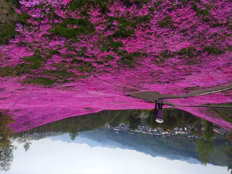 滝上町 芝桜1